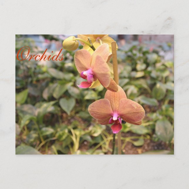Postal Orquídeas # 4 (Anverso)