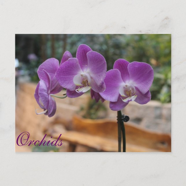 Postal Orquídeas # 9 (Anverso)