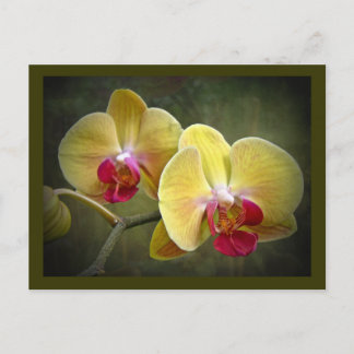 Postal Orquídeas Amarillas de la Moda - Falenopsis