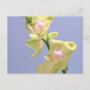 Postal orquídeas amarillas y rosas en la lavanda