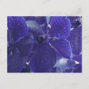 Postal Orquídeas Azul Violeta Postcard, fotografía macro