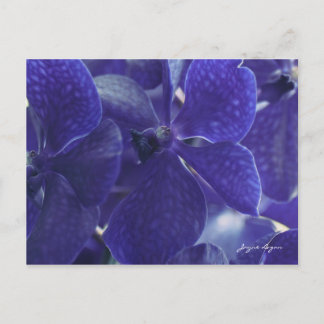 Postal Orquídeas Azul Violeta Postcard, fotografía macro
