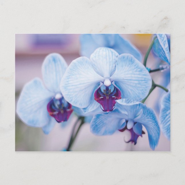 Postal Orquídeas azules