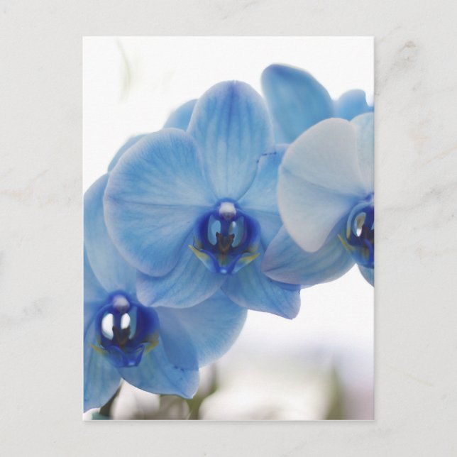 Postal Orquídeas azules (Anverso)