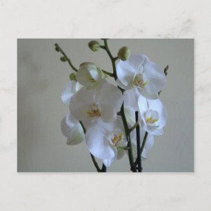 Postal Orquídeas blancas