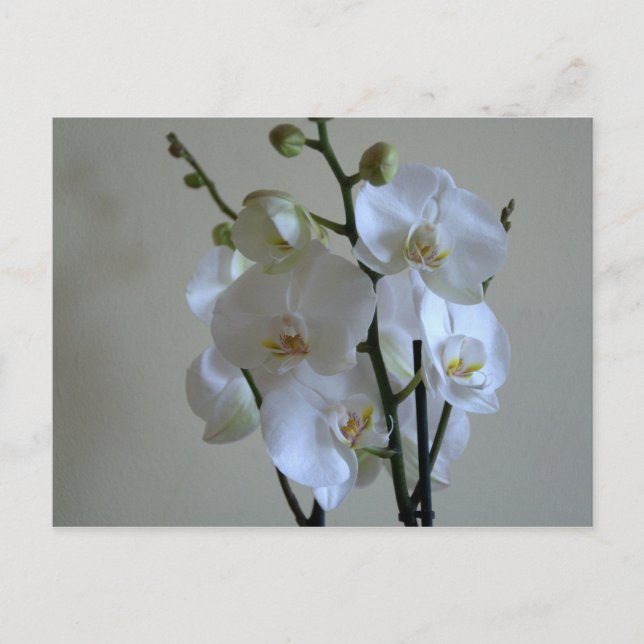Postal Orquídeas blancas (Anverso)