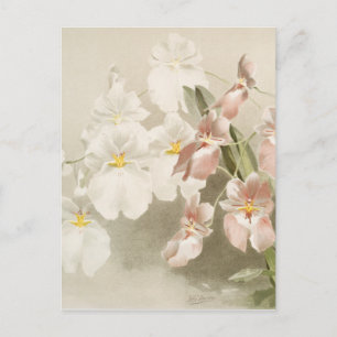 Postal Orquídeas Blancas Flores Vintage Ilustracion Viejo