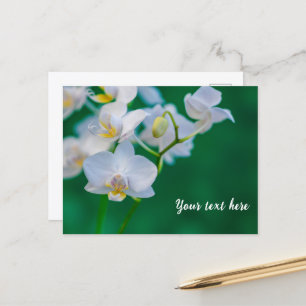 Postal Orquídeas Blancas sobre Verde