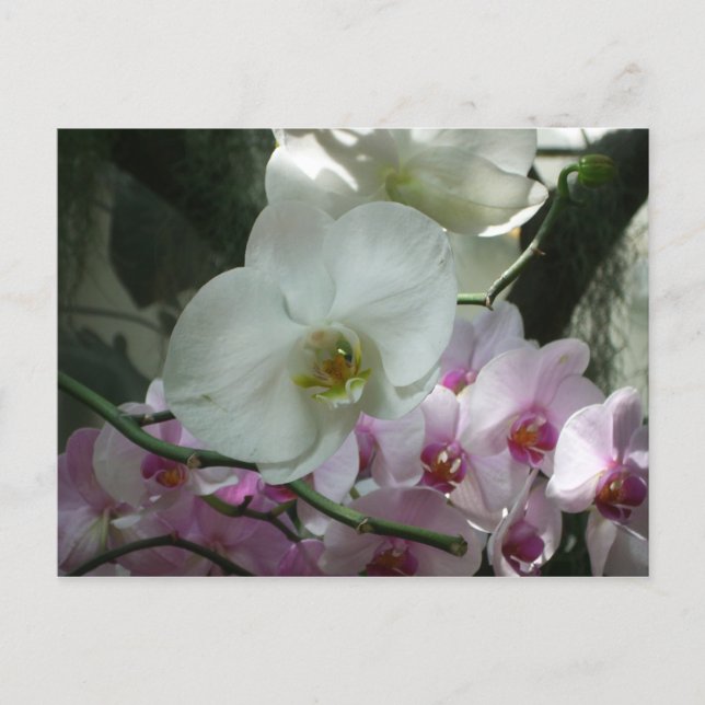 Postal Orquídeas blancas y moradas (Anverso)