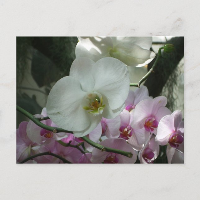 Postal Orquídeas blancas y moradas (Anverso)