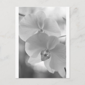 Postal Orquídeas blancas y negras