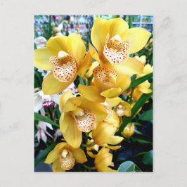 Postal Orquídeas de cimbidio amarillo