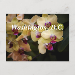 Postal Orquídeas de color rosa y amarillo, Washington, D.