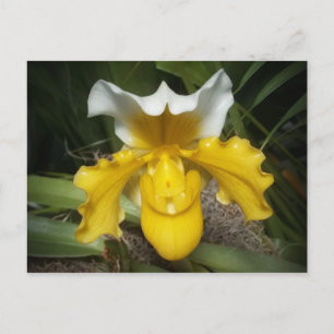 Postal Orquídeas de Hong Kong