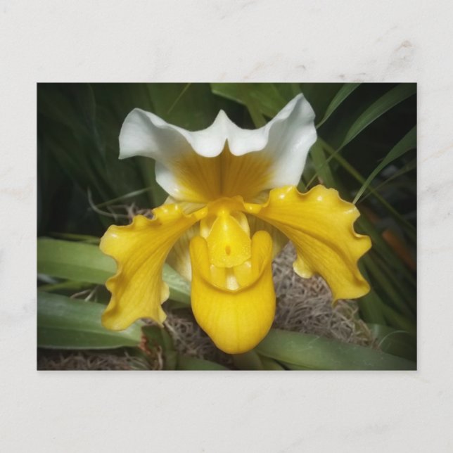 Postal Orquídeas de Hong Kong (Anverso)
