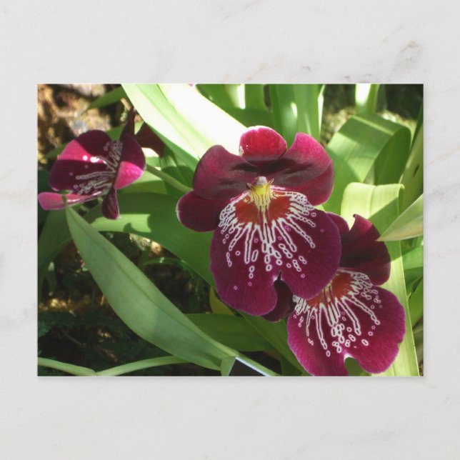 Postal Orquídeas de Marrón II Elegante Floral (Anverso)