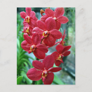 Postal orquídeas de vanda roja