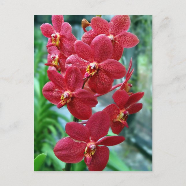 Postal orquídeas de vanda roja (Anverso)