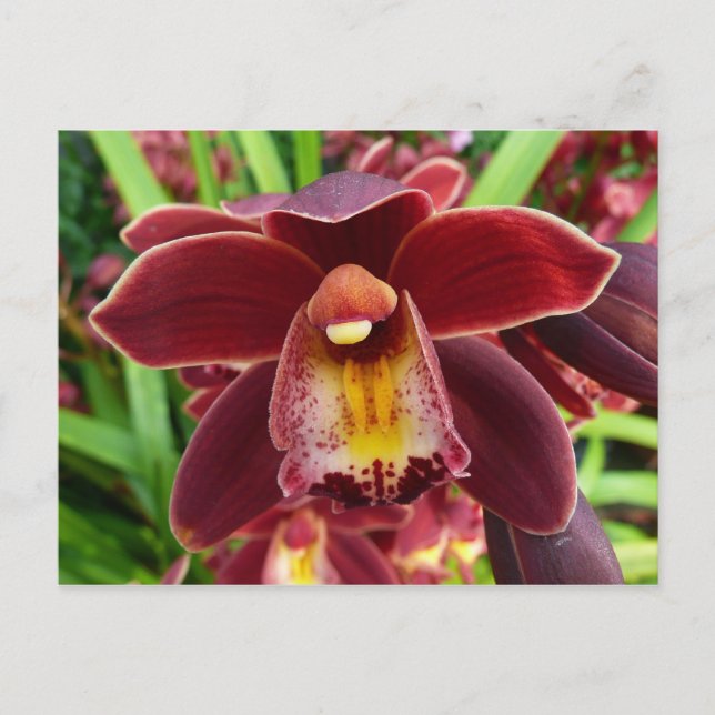 Postal Orquídeas Maroon I Hermosa Floral Roja (Anverso)