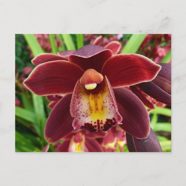 Postal Orquídeas Maroon I Hermosa Floral Roja (Anverso)