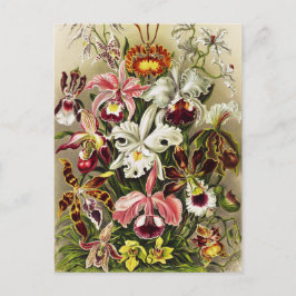 Postal Orquídeas Orchideae Denusblumen Ernst Haeckel