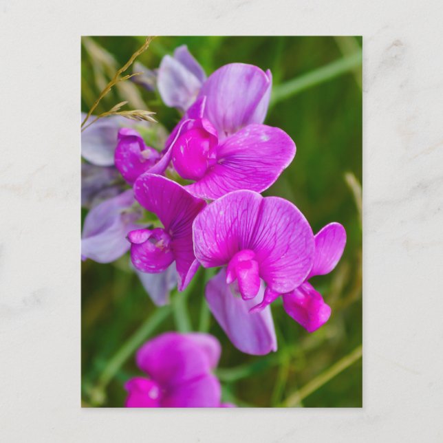 Postal Orquídeas Púrpura (Anverso)