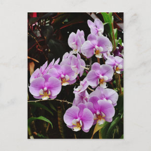 Postal Orquídeas Púrpura