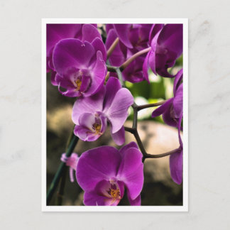 Postal orquídeas púrpuras