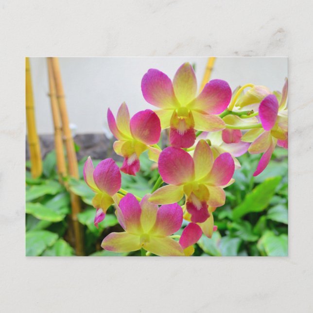 Postal orquídeas rosadas amarillas (Anverso)