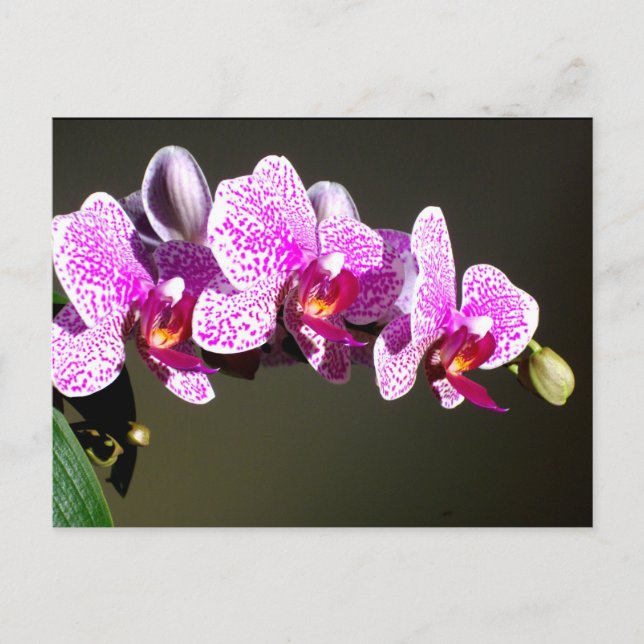 Postal Orquídeas rosas, flores tropicales rosas (Anverso)