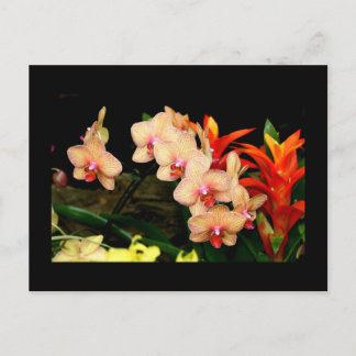 Postal Orquídeas Tropicales