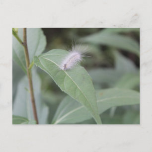 Postal oruga caterva n° 4