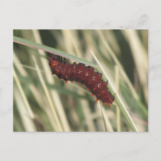Postal Oruga de Mariposa Cola de Golondrina de Pipevine