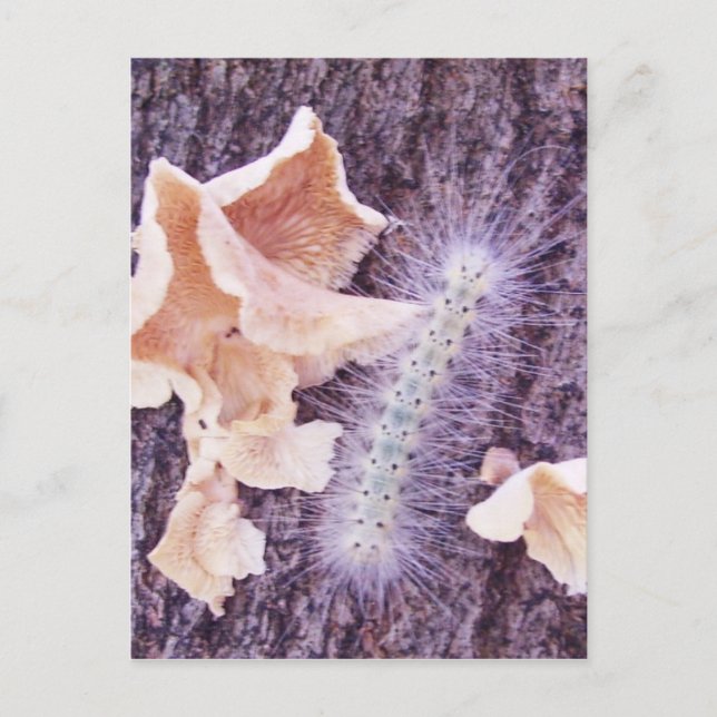 Postal oruga difusa y hongos (Anverso)