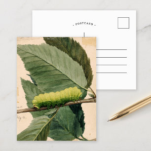 Postal Oruga Lunar   Abbott Handerson Thayer