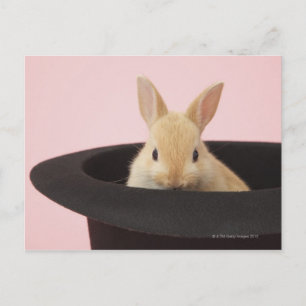 Postal Oryctolagus cuniculus