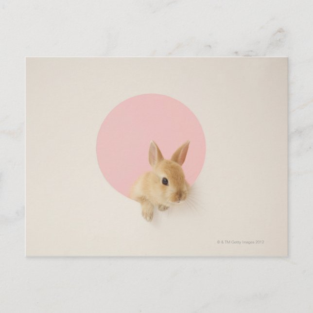 Postal Oryctolagus cuniculus 3 (Anverso)