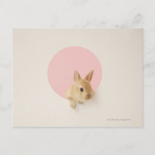 Postal Oryctolagus cuniculus 3