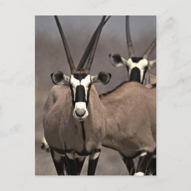 Postal Oryx antelope (Anverso)