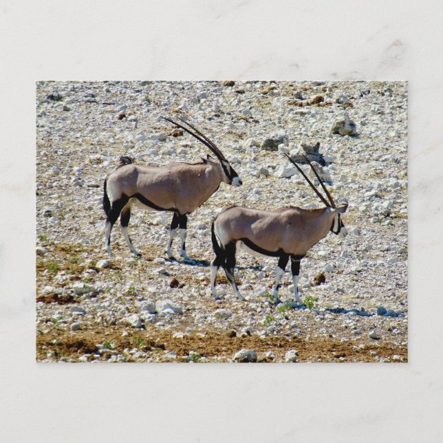 Postal oryx etosha (Anverso)