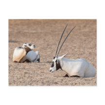 Oryxes en el desierto