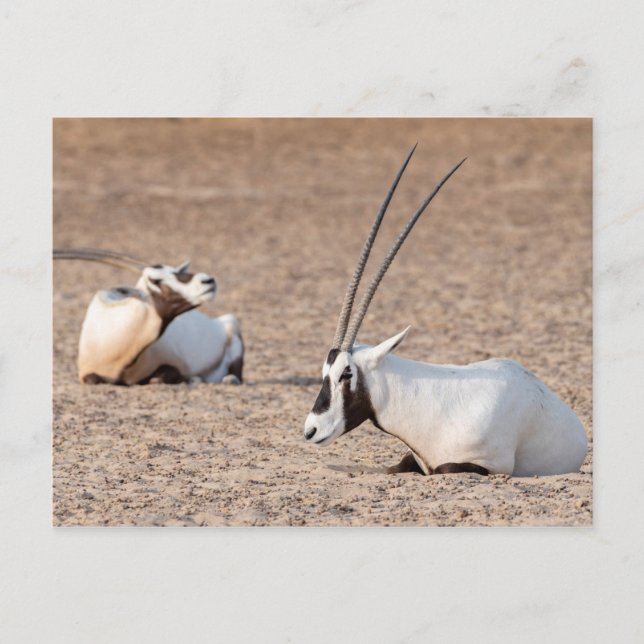 Postal Oryxes en el desierto (Anverso)