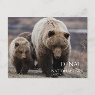 Postal Osa de oso grizzly, crías, Parque Nacional Denali,