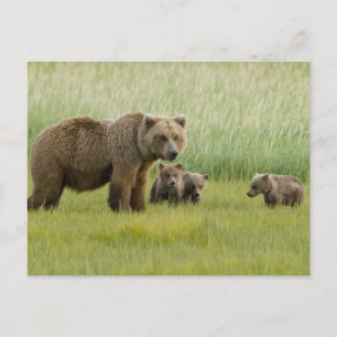 Postal Osa de oso pardo de Alaska y tres crías, Ursus