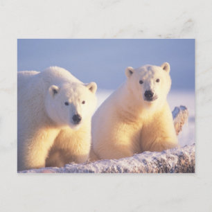 Postal Osa de oso polar con cría en el hielo de banquisa