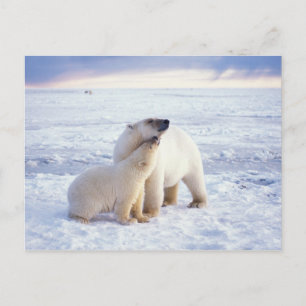 Postal Osa de oso polar con cría, manada