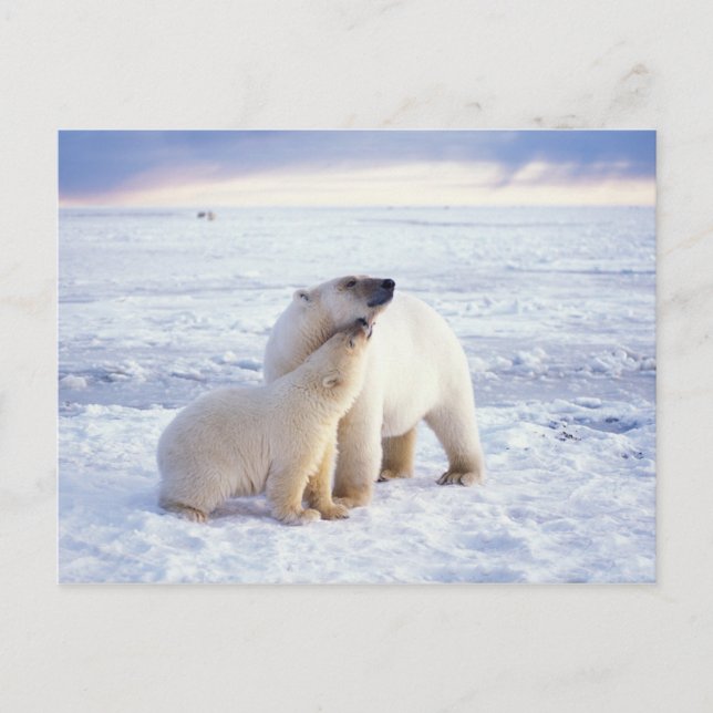 Postal Osa de oso polar con cría, manada (Anverso)