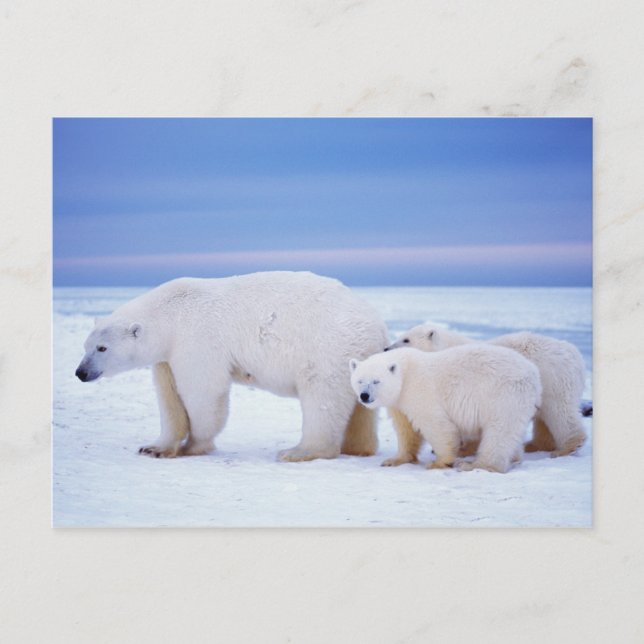 Postal Osa de oso polar con crías (Anverso)