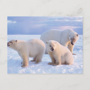 Postal Osa polar con crías en el hielo a la orilla de la