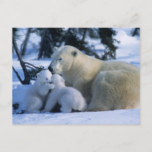 Postal Osa polar hembra acostada con 2 cachorros